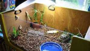 Какво трябва да бъде терариум за костенурка с лагер